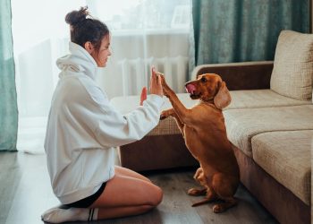 Side view of young woman in hoodie sitting on floor near sofa and playing with obedient brown Labrador while resting during free time