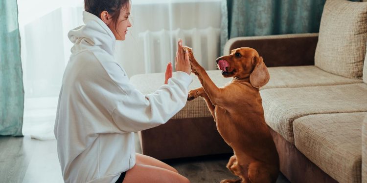 Side view of young woman in hoodie sitting on floor near sofa and playing with obedient brown Labrador while resting during free time
