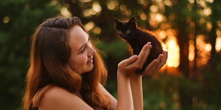 evening, kitten, nature