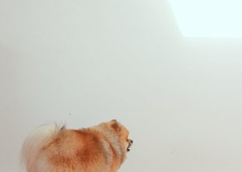 Brown Pomeranian Facing the Wall with a Food Bowl
