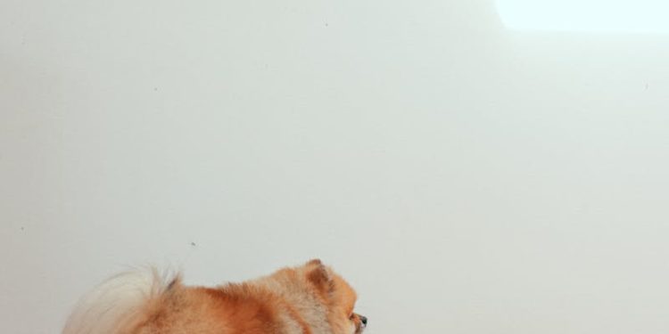 Brown Pomeranian Facing the Wall with a Food Bowl