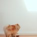 Brown Pomeranian Facing the Wall with a Food Bowl