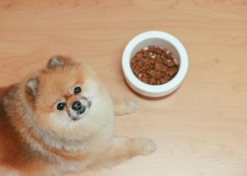 A Pomeranian Dog Lying on Wooden Floor