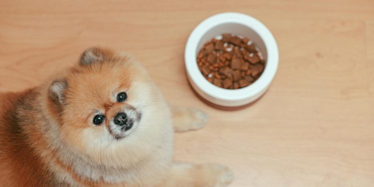 A Pomeranian Dog Lying on Wooden Floor