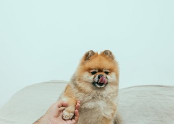 Brown Pomeranian Puppy on White Textile