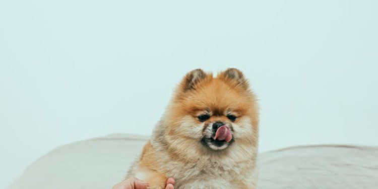 Brown Pomeranian Puppy on White Textile