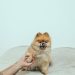 Brown Pomeranian Puppy on White Textile