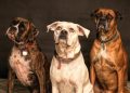 Photography of Three Dogs Looking Up
