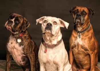 Photography of Three Dogs Looking Up