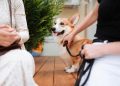 A Pembroke Welsh Corgi in a Leash