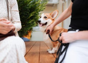 A Pembroke Welsh Corgi in a Leash