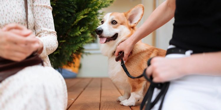 A Pembroke Welsh Corgi in a Leash