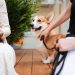 A Pembroke Welsh Corgi in a Leash