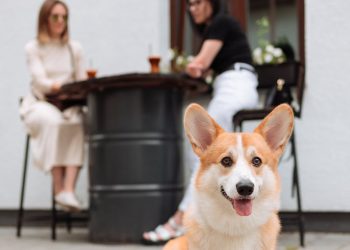 Brown and White Corgi Mix