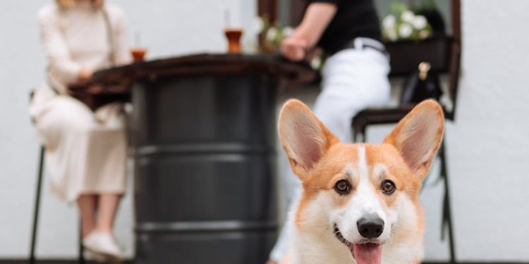 Brown and White Corgi Mix