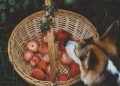 Red Apples in a Basket