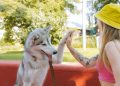 Woman and Dog Doing High Five Near Red Concrete Bench