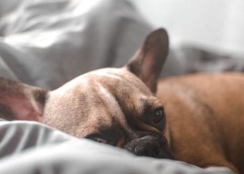 Photo of Dog Sleeping