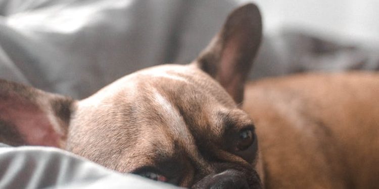 Photo of Dog Sleeping