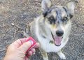 The Benefits of Using a Clicker for Dog Training