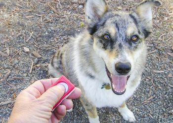 The Benefits of Using a Clicker for Dog Training