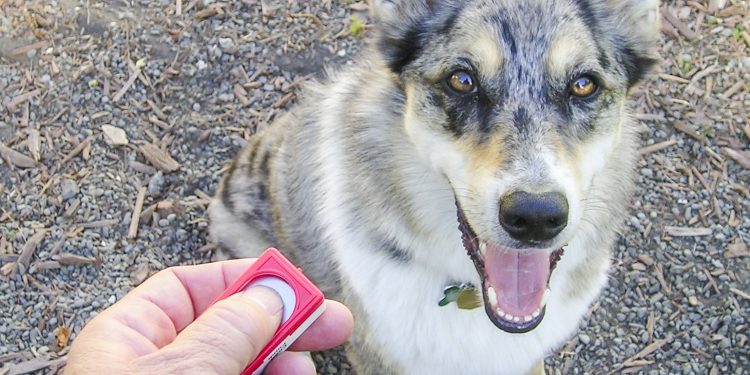 The Benefits of Using a Clicker for Dog Training