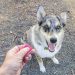 The Benefits of Using a Clicker for Dog Training