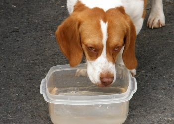 Hydration Tips to Keep Your Pet Healthy