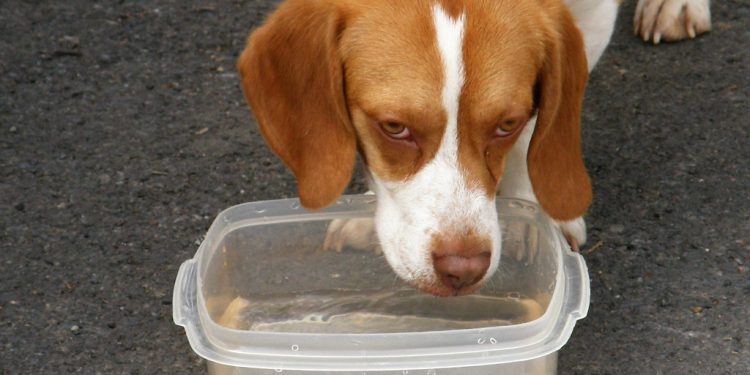 Hydration Tips to Keep Your Pet Healthy