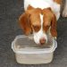 Hydration Tips to Keep Your Pet Healthy