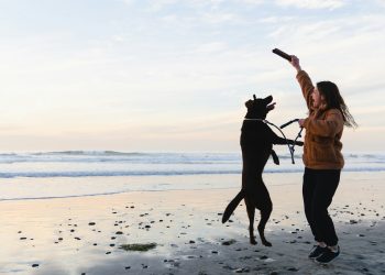 a person and a dog on a beach