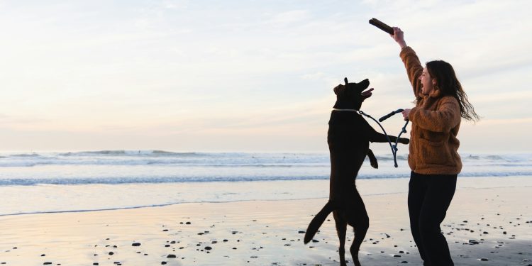 a person and a dog on a beach